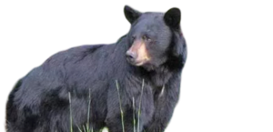 Arizona Black Bear
